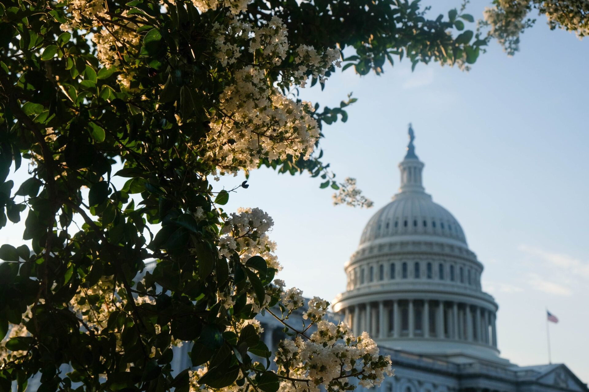 capitol hill building with tree coverage